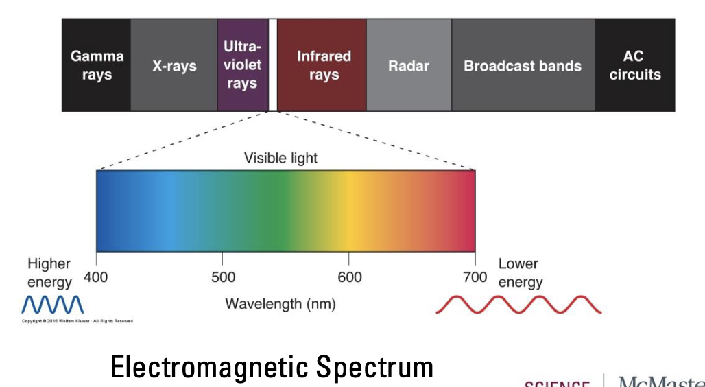 <ul><li><p>Neurons in the visual system create perception of world (images) based on electromagnetic radiation (light)</p></li><li><p>Eyes have evolved to only detect visible light (400-700nm)</p></li><li><p>Colour is not inherent in the world</p><ul><li><p>Brain’s interpretation of wavelengths</p></li></ul></li><li><p>Visual Pathway</p><ul><li><p><strong>Retina → Thalamus → Primary visual cortex</strong></p></li></ul></li></ul><p></p>