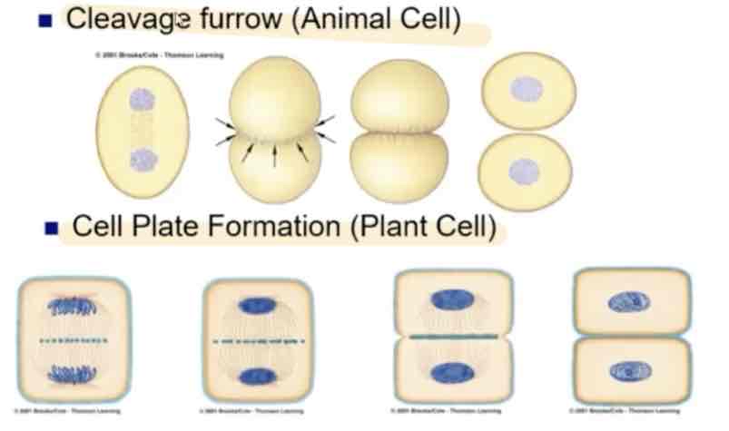 <p>Vesicles containing cell wall material</p><p style="text-align: start">Cell plate formation</p><p style="text-align: start">New cell wall</p><p style="text-align: start">Then finally daughter cells</p>