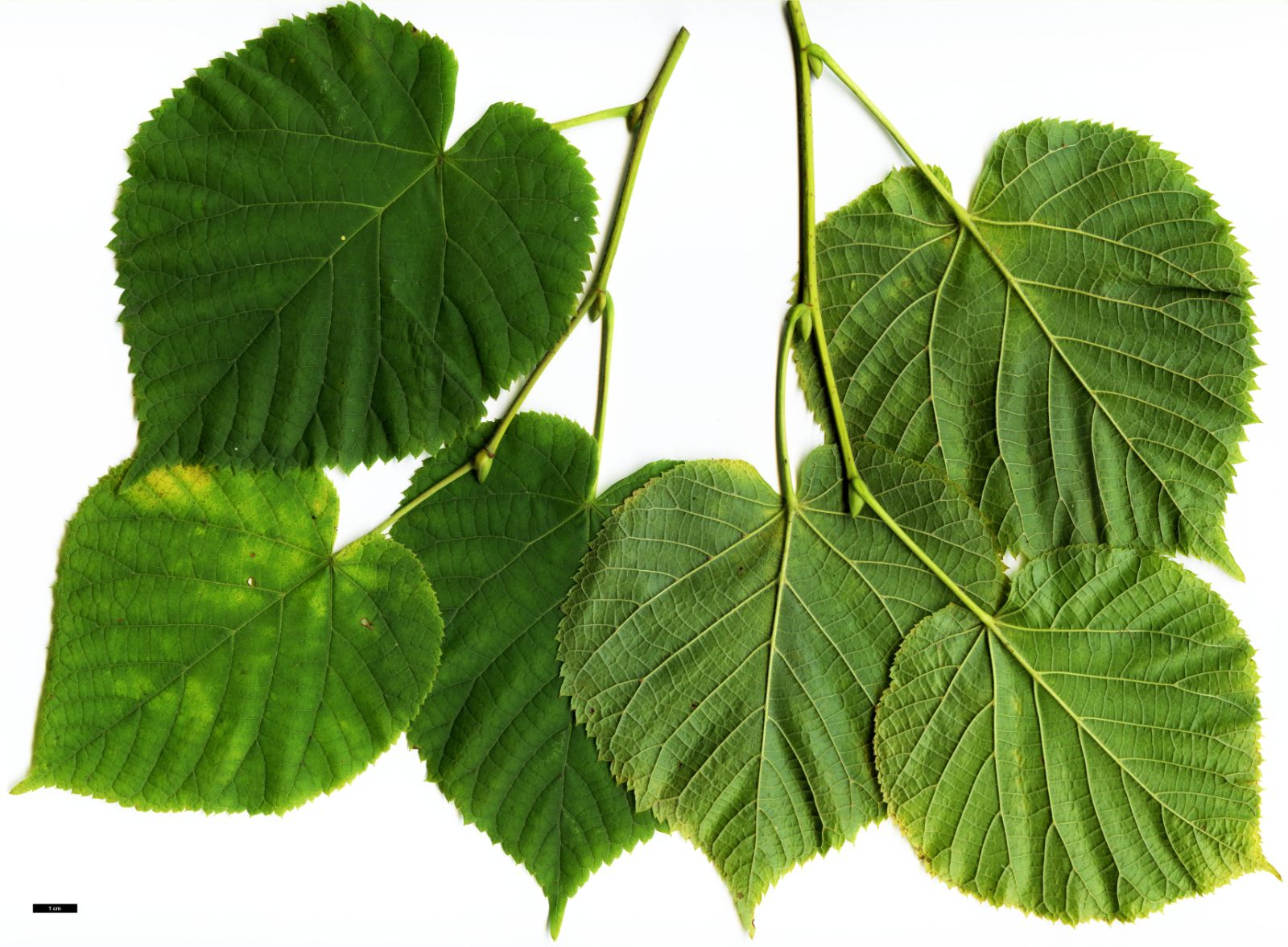 <p>witte okselhaartjes, blad zelf behaard, voelt ruw aan</p>