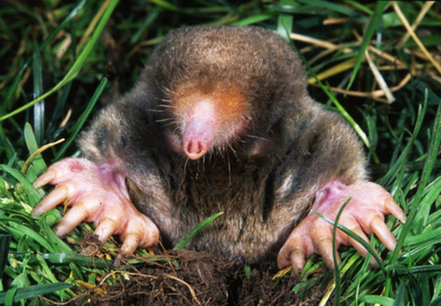 <p>Eastern Mole</p>