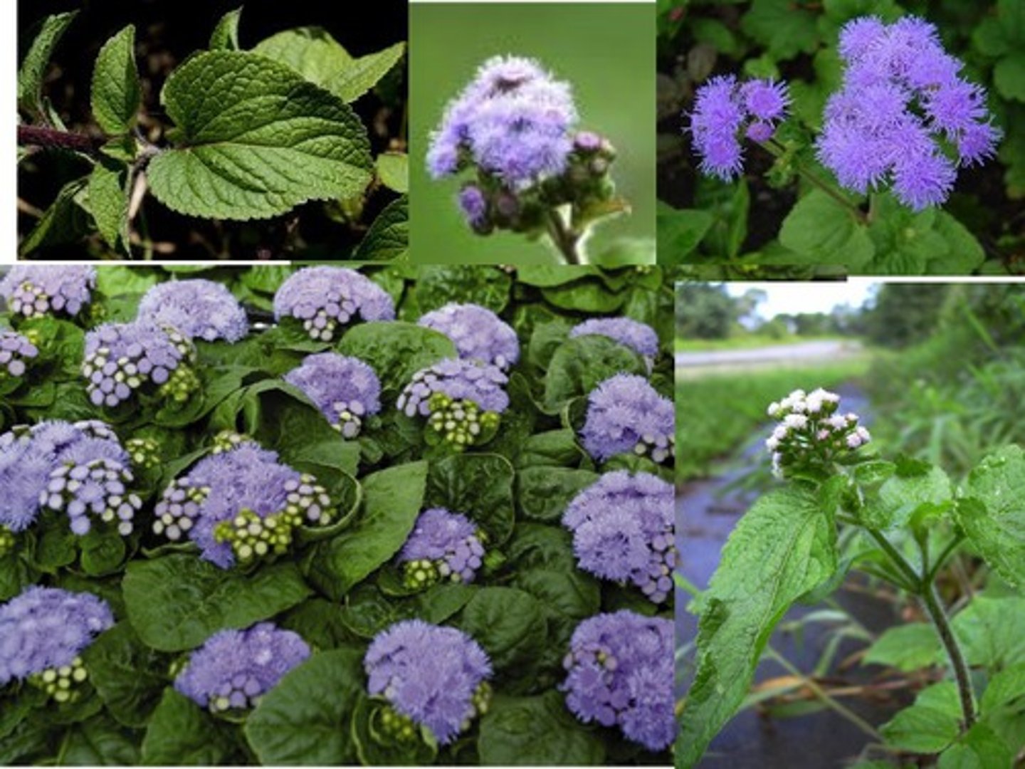 <p>Ageratum houstonianum</p>