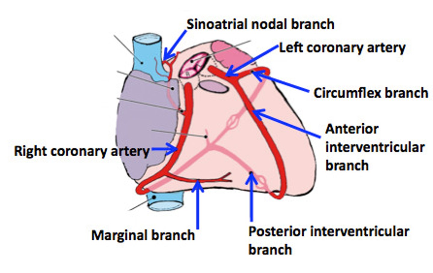 <p>RCA gives rise to:</p><p>1. marginal artery</p><p>2. posterior descending artery (PDA)</p><p>LCA gives rise to:</p><p>1. circumflex artery (LCx)</p><p>2. anterior descending artery (LAD) (aka interventricular artery)</p><p>3. diagonal artery</p>