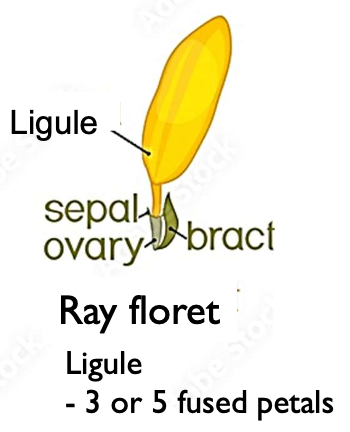 <p>*Ligule = 3 or 5 fused petals</p>