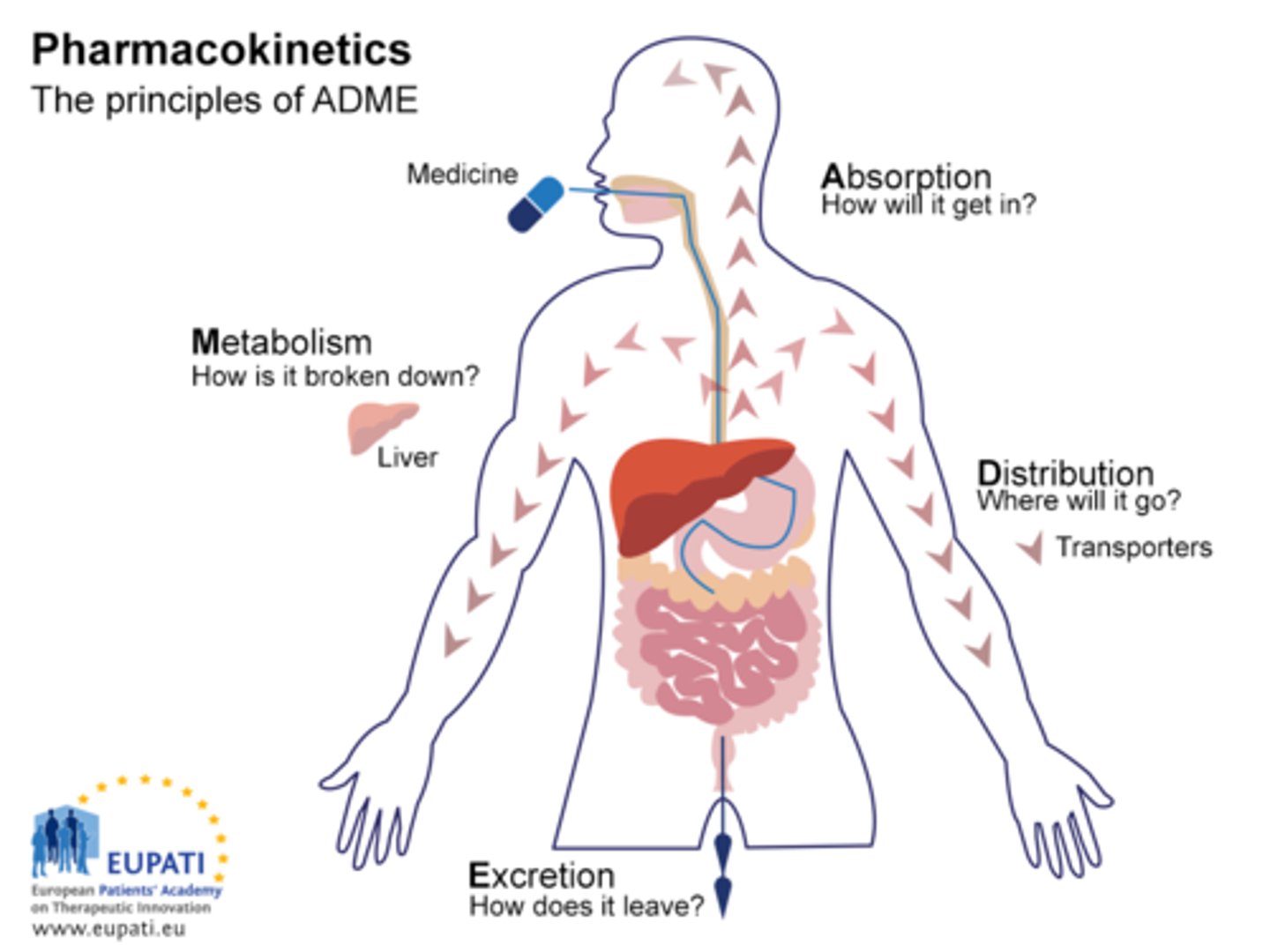 <p>drug movement through the body to reach sites of action, metabolism and excretion.</p><p>- specific processes involves</p><p>* absorption</p><p>* distribution</p><p>* metabolism (biotransformation)</p><p>+ excretion</p>