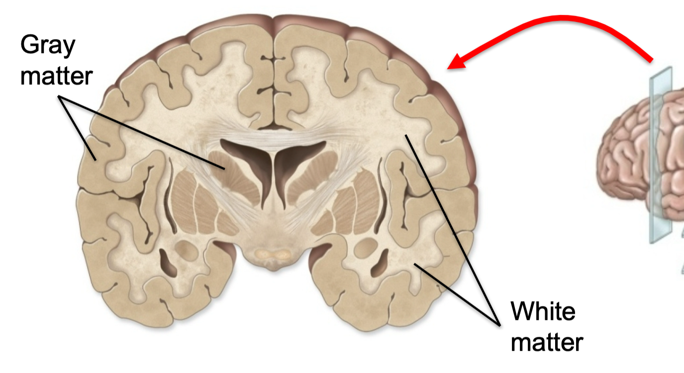 1. On the outer part of the brain
- Cerebellar and cerebral cortex
2. Innermost regions 
- Cerebral nuclei
3. Made up on 
- Unmyelinated neurons
- Neuron cell bodies