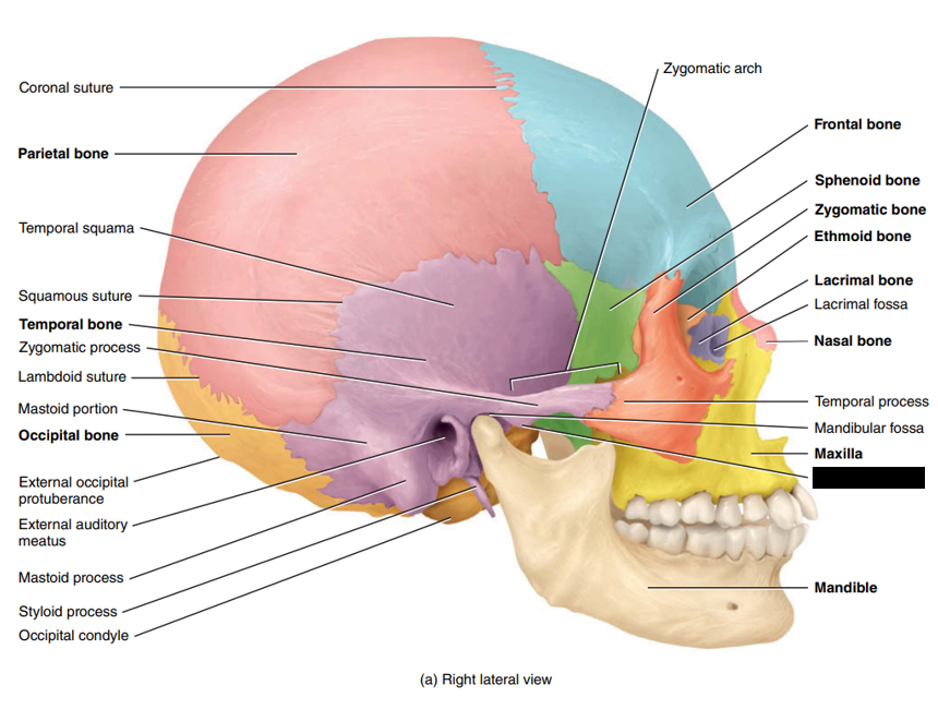 <p>State and identify what part of the cranial bone is being pointed out and censored. (hint: tubercle)</p>