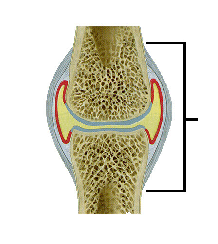 Fibrous envelope that encloses a synovial joint, elbow