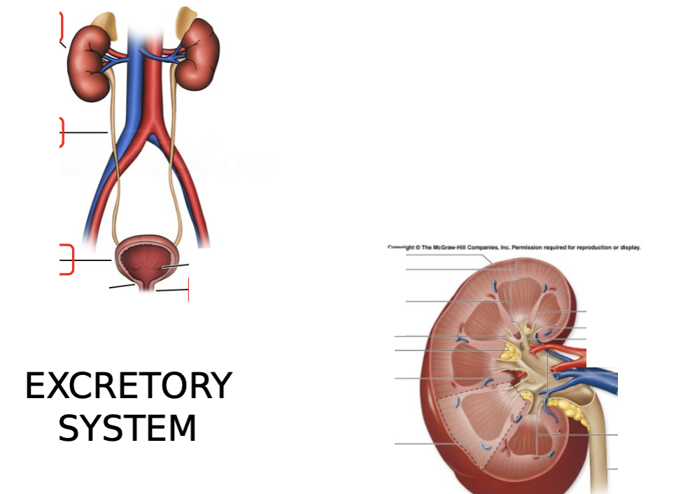 <p>what are the key structures of the excretory system? be able to label them on diagrams.</p>