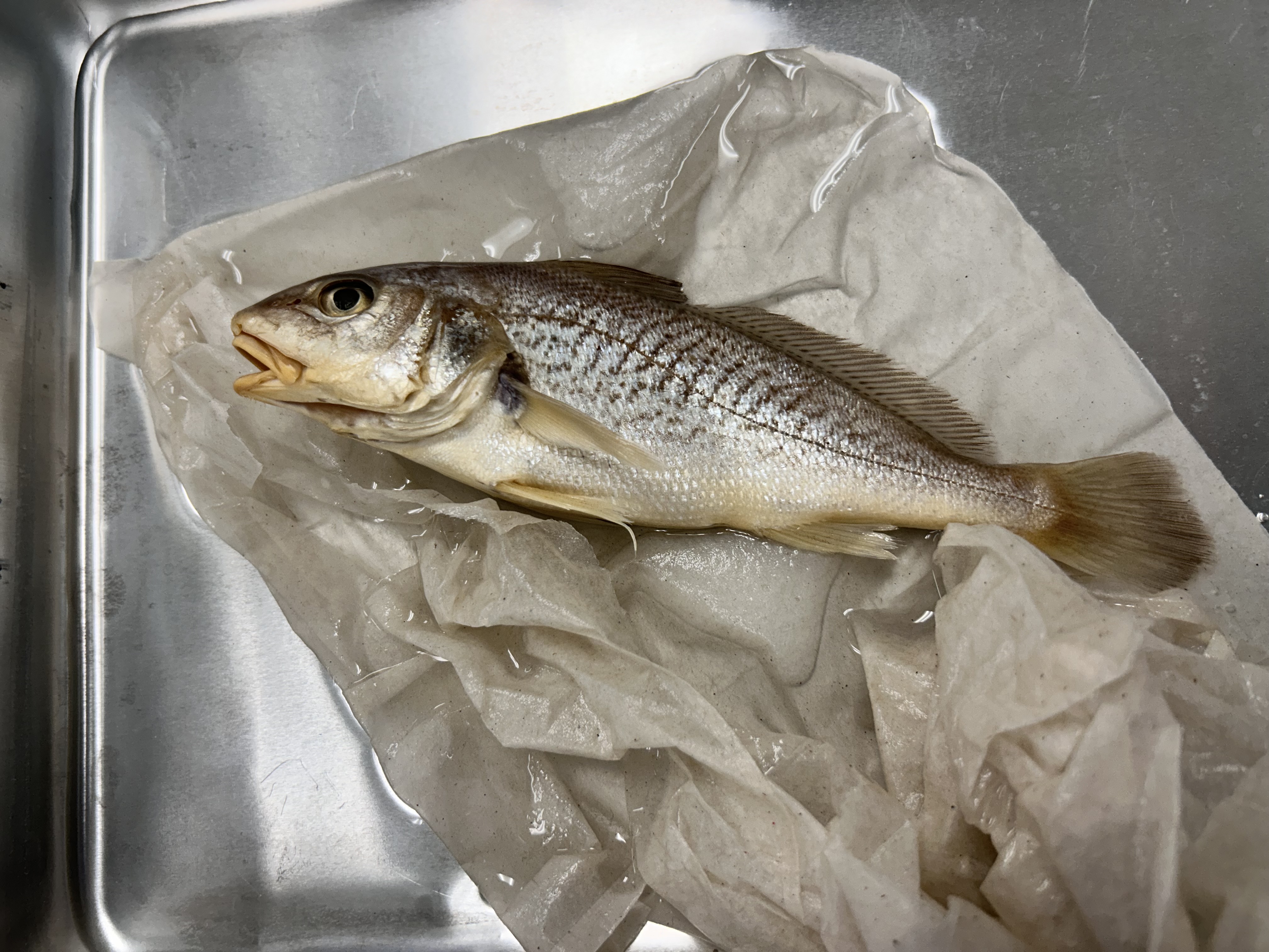 <p>Atlantic croaker</p>