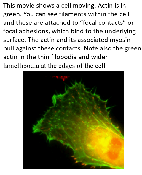 <ol><li><p><span>Cell pushes out <strong>protrusions</strong> at the front (leading edge).&nbsp; Actin filament <strong>polymerisation </strong>provides the <strong>force for membrane protrusion.</strong></span></p></li><li><p><span>The protrusions adhere to the surface on which the cell is moving through<strong> focal adhesions (usually extracellular matrix) </strong> F-actin connects to the focal adhesions to provide a contractile force for the cell.</span></p></li><li><p><span>The rest of the cell pulls against the anchorage points to drag itself forward.</span></p></li><li><p><span>Actin<strong> depolymerises at the rear.</strong></span></p></li></ol><p></p>