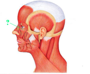 <p><span>Identify the indicated muscle.</span></p>