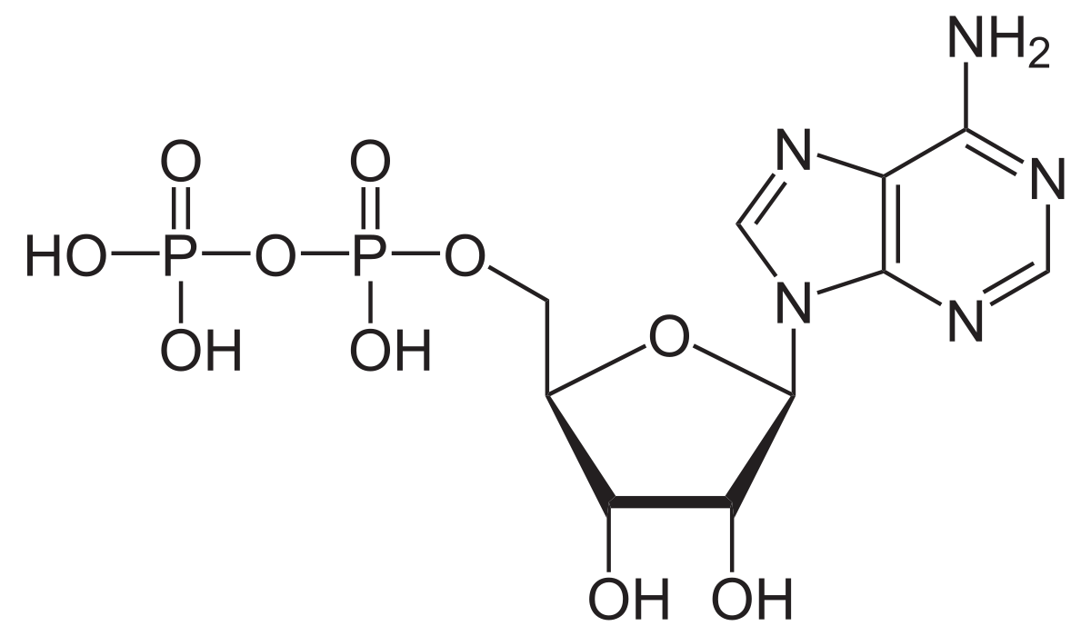 adenosinedifosfaat, energiedragermolecuul dat bestaat uit adenosine en twee fosfaatgroepen