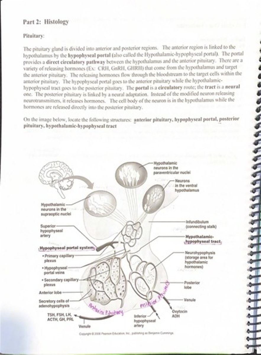 <p>A direct circulatory pathway between the hypothalamus and the anterior pituitary.</p>