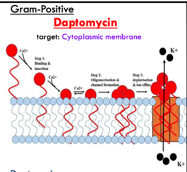 <ol><li><p>daptomycin binds/inserts into cell membrane</p></li><li><p>aggregates in cell membrane</p></li><li><p>forms a hole allowing ions in and out of cells</p></li></ol><p></p>