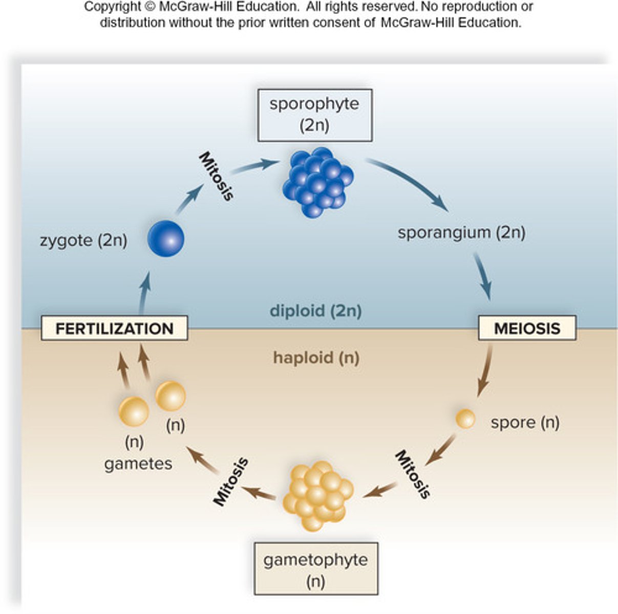 <p>-Alternate between haploid + diploid phases</p><p>-Happens when both faces are multicellular</p>