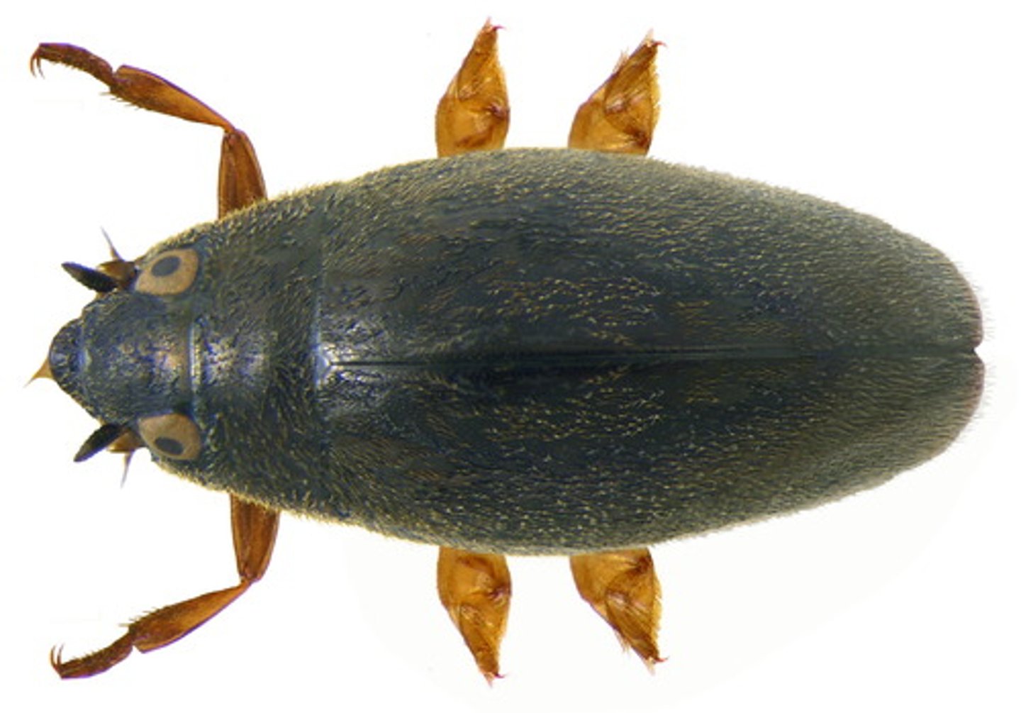 <p>Aquatic beetles<br>•Split compound eyes (looks like 4 eyes)<br>•Short antennae<br>•Front legs long, back two pairs short and flattened<br>•"Peekaboo Hands"</p>