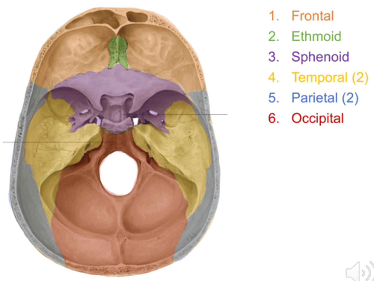 <p>-frontal</p><p>-sphenoid</p><p>-ethmoid</p><p>-occipital</p><p>-parietal</p><p>-temporal</p><p>(articulate with C1, facial bone and the mandible)</p>