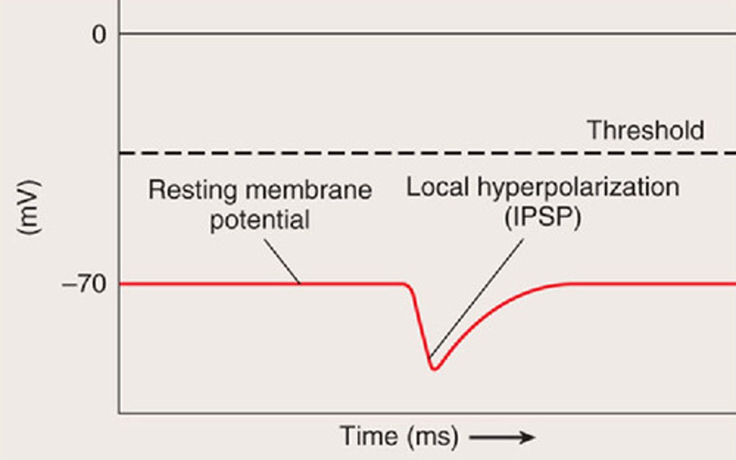 <p>input pushes potential away from threshold, influx of K+ or efflux of Cl-</p>
