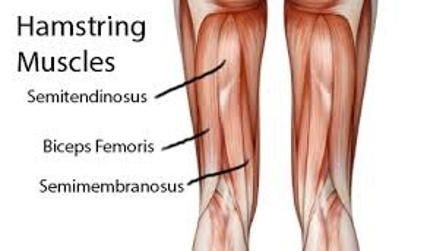 <p>1. biceps femoris</p><p>2. semitendinosus</p><p>3. semimembranosus</p>
