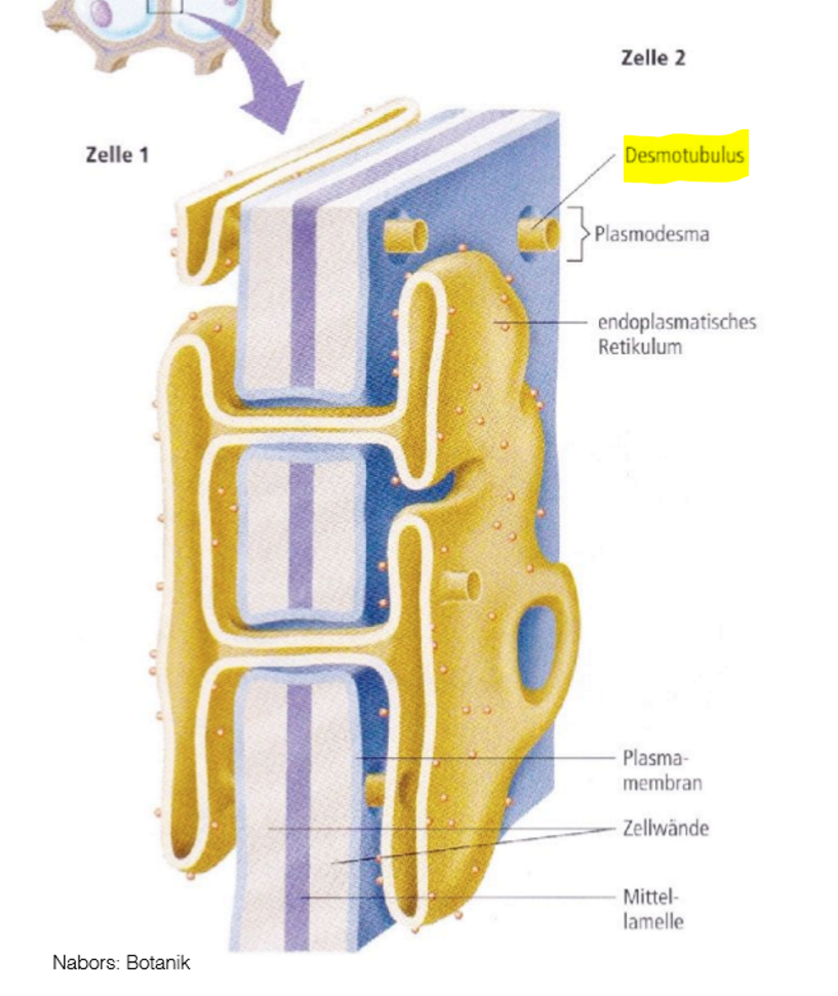 <ul><li><p><span>Verbindungen des Cytoplasmas durch Cytoplasmastränge, die primäre Zellwände durchsetzen</span></p></li><li><p><span>Dadurch stellen Zellen eine physiologische Einheit dar (Symplast)</span></p></li></ul><p></p>