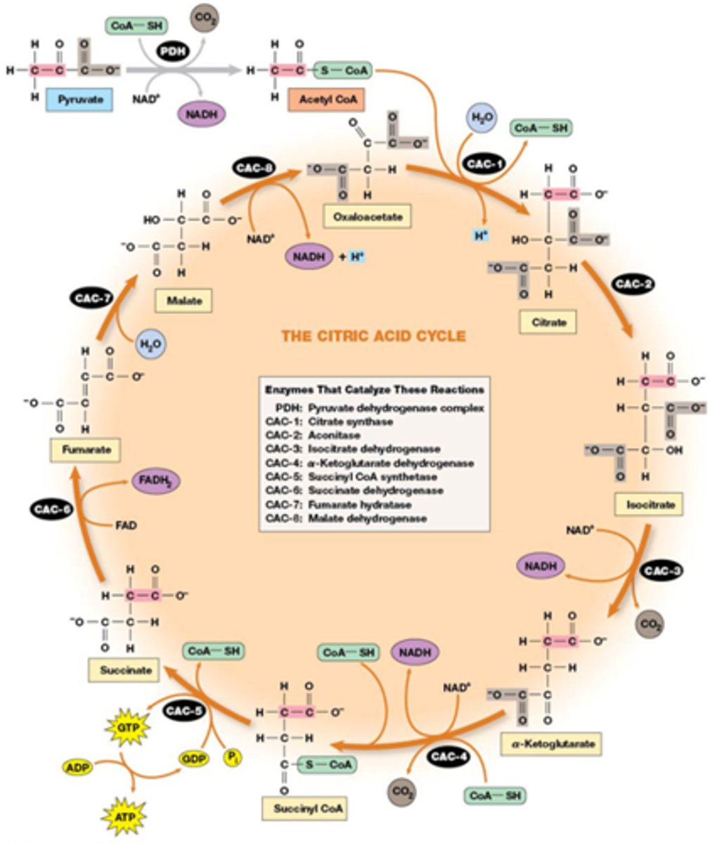 <p>1 Acetyl-CoA: Condensatie met oxaloacetaat door citraatsynthase, H+ komt vrij → Citraat</p><p>2 Citraat: Isomerisatie door aconitase, er gebeurt een hydratatie gevolgd door dehydratatie → Isocitraat</p><p>3 Isocitraat: Oxidatieve decarboxylatie door isocitraat dehydrogenase, NADH wordt gevormd, CO₂ komt vrij → α-Ketoglutaraat</p><p>4 α-Ketoglutaraat: Oxidatieve decarboxylatie door α-ketoglutaraat dehydrogenase, NADH wordt gevormd, CO₂ komt vrij → Succinyl-CoA</p><p>5 Succinyl-CoA: substrate level phoshporylation en klieving thio-esterbinding door succinyl-CoA synthetase, GTP wordt gevormd → Succinaat</p><p>6 Succinaat: oxidatie door succinaat dehydrogenase, FADH₂ wordt gevormd → Fumaraat</p><p>7 Fumaraat: Hydratatie door fumarase, water wordt toegevoegd → Malaat</p><p>8 Malaat: Oxidatie door malaat dehydrogenase, NADH + H+ wordt gevormd → Oxaloacetaat</p><p>De cyclus begint opnieuw door de toevoeging van een nieuwe acetylgroep aan oxaloacetaat.</p>