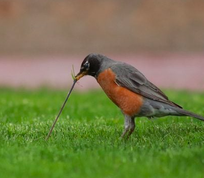 <p>American Robin</p>