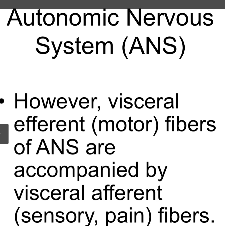 <p>visceral efferent motor fibers in the </p><p>autonomic nervous system are also accompanied by visceral afferent fibers (sensory, pain) fibers. </p>