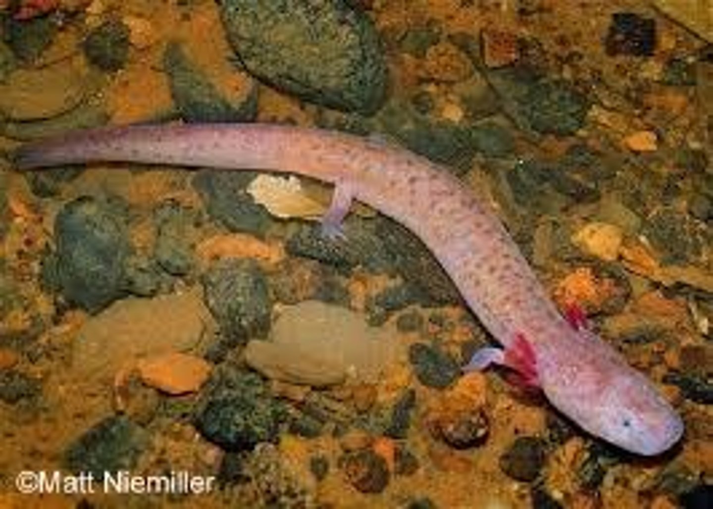 <p>What salamander has:</p><p>- A pale pink body, sometimes with spotting</p><p>- More vibrant pink gills</p><p>- A plain, light colored belly</p><p>- A squared-off head with small eyes</p><p>- A flattened tail with well-developed fins</p><p>- An obligate paedomorphic life history</p><p>- A range solely on Lookout Mountain and Pigeon Mountain in NW GA (streams and rimstone pools)</p>