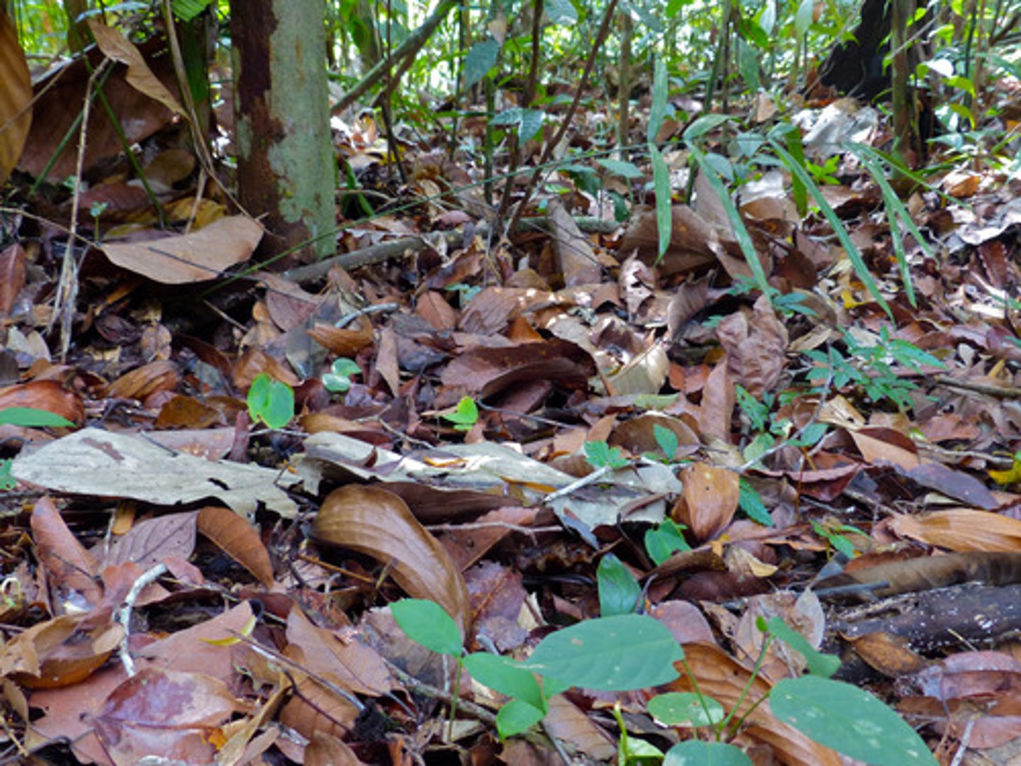 <p>warmer temperatures encourage soil biota activity, making horizons less distinct<br><br>... leaf litter is more rapidly decomposed</p>
