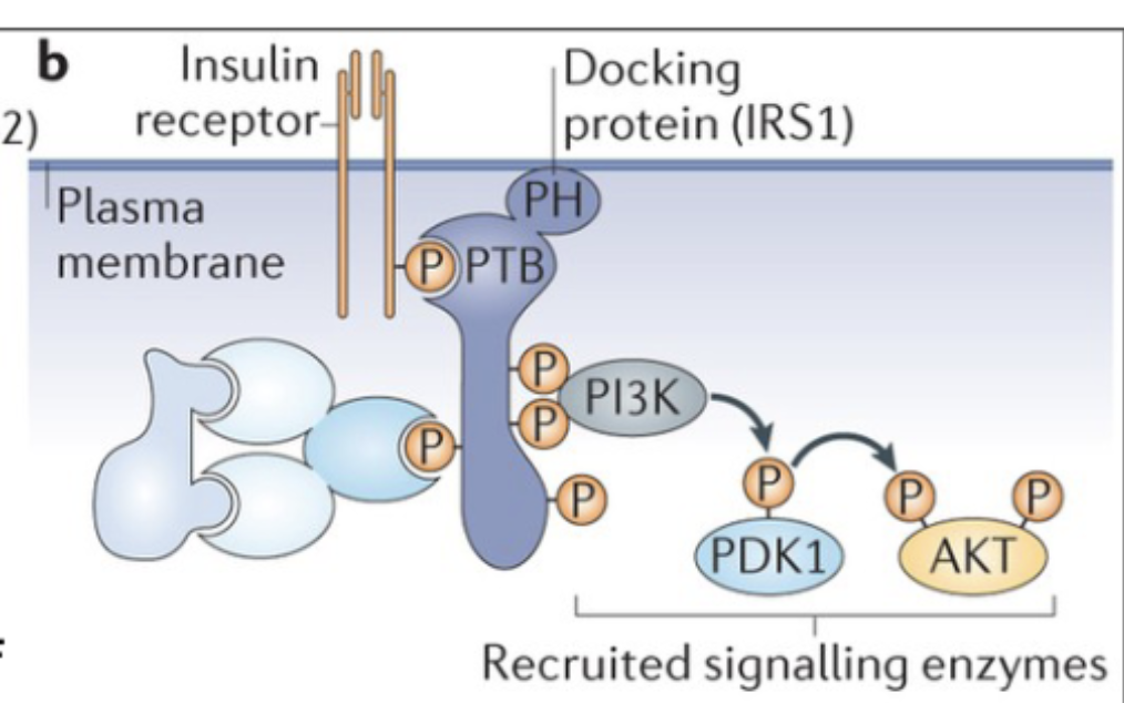 <p>Till exempel IRS-1. Karaktäristiskt för dockingproteiner är att de binder till plasmamembranet och använder lipider som signalmolekyler.</p><p>Här kommer<strong> PTB-domän</strong> binda till receptor och <strong>PH-domän</strong> till fosfatidylinositoler. Det gör att PI3K kan binda in och klyva PIP<sub>2</sub> till PIP<sub>3</sub>.</p>