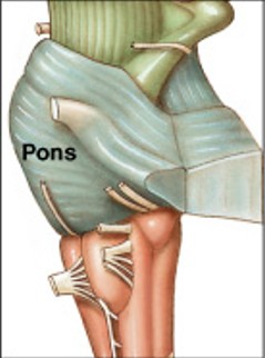 <p>What are these functions of:</p><ul><li><p>Respiration - apneustic center and pneumotaxic center modify respiratory rhythmicity center activity</p></li><li><p>Sensory and motor nuclei of cranial nerves V, VI, VII, VIII</p></li><li><p>Nuclei and tracts - process and relay information to and from cerebellum</p></li></ul><p></p>