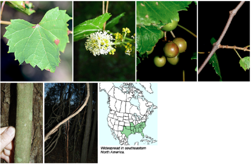 Angiosperm, dicot, vine

Family: Vitaceae 

Common Name: muscadine grape

Range: SE U.S. Virginia -> FL -> West to Texas up to Oklahoma

Habitat: Mixed Hardwood, not extremely site specific. Wetter areas to xeric hammocks. Wide range of site conditions.

Bark: Thick woody vines, peels off in plates (large strips), has tendrils for climbing

Leaves: Deciduous, Simple & Alternate, Green & Glabrous (without hair, above and below), Orbcircular shape, Dentate Margins, Acute Apex, Cordate Base, Palmate Venation.

Flowers/fruits: white, non-descript flowers. Fruit is a botanical berry (grape). Round purple or green.

Other: Moderate Shade Tolerance, low fire tolerant but will resprout quickly, little salt tolerance. Medium flood and drought tolerance.

Uses: Chowing down for humans and animals.
