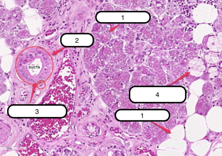 <p>Identify the structure labeled as #2</p>