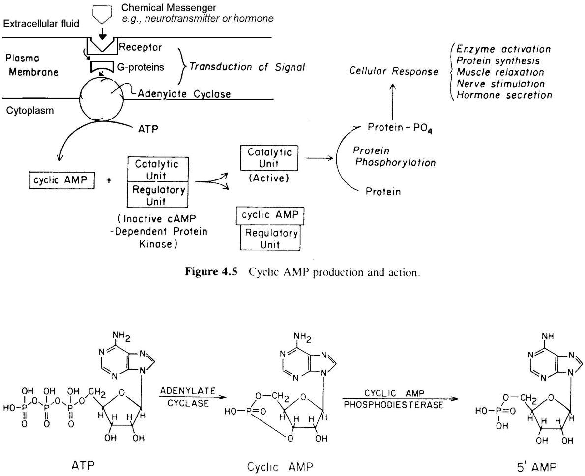 <p>this pathway is used by many cells and chemical messengers to alter cell physiology</p><p>it involves a combination of allosteric and covalent interactions: </p><p>allosteric changes are easily reversible</p><p>covalent changes are created when <u>protein kinase</u> enzymes add phosphates to proteins, and reversed when <u>phosphoprotein phosphatase</u> enzymes remove the same phosphate groups</p>