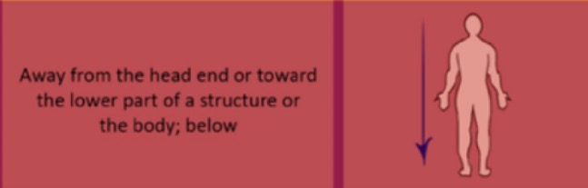 <p>refers to a position that is below or lower than another part of the body. </p>