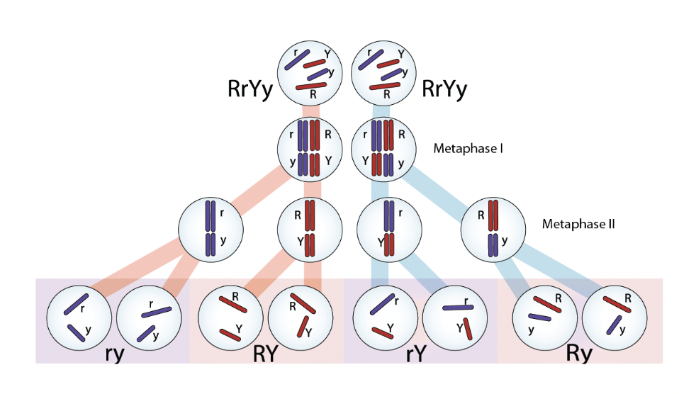 <p><span style="background-color: transparent; font-family: "Proxima Nova", sans-serif;"><span>Different </span><strong><span>chromosomes </span></strong><span>separate into gametes independently</span></span></p><p><span style="background-color: transparent;"><span>In this diagram, you can have multiple combinations of red and blue chromosomes in each gamete</span></span></p><p></p>