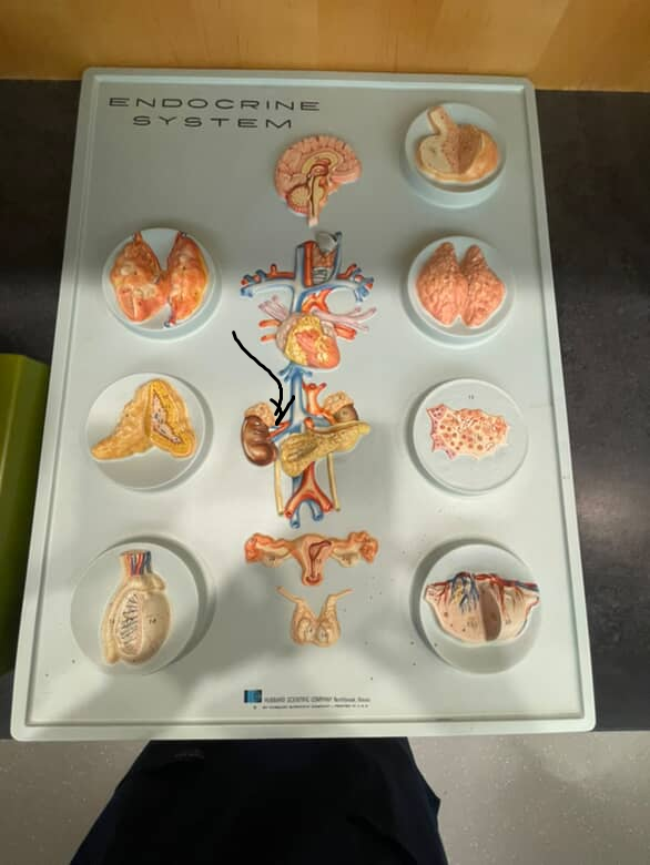 <p>branches off abdominal aorta that branch into the adrenal glands</p>