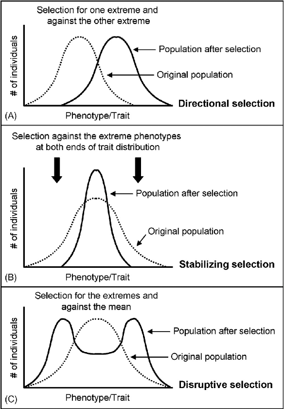 <p> It favors the intermediate variants. </p><p>Stabilizing selection tends to remove the more severe phenotypes, resulting in the reproductive success of the norm or average phenotypes.</p><p></p>