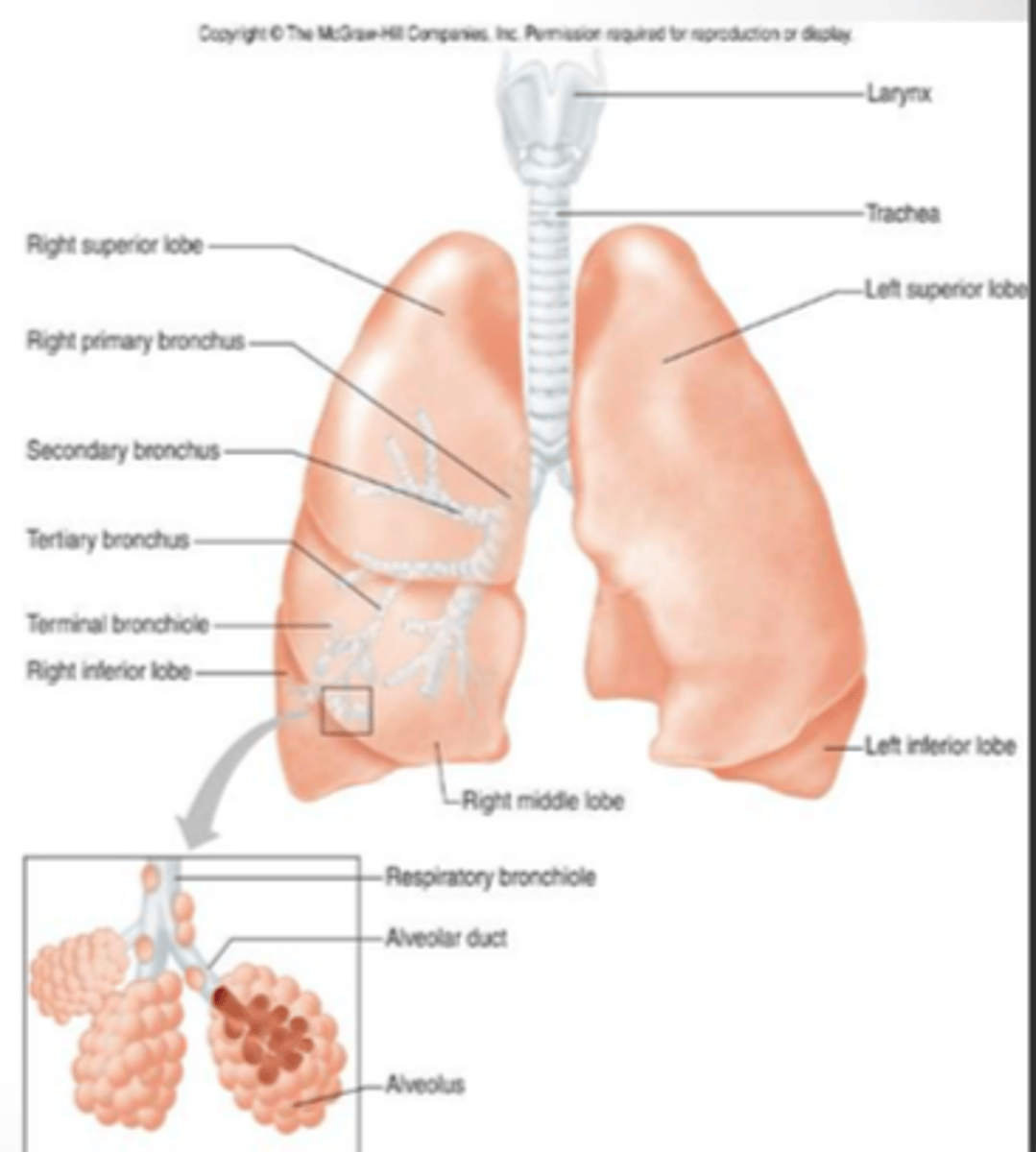 <p>Trachea</p><p>Bronchial tree</p><p>Lungs</p>