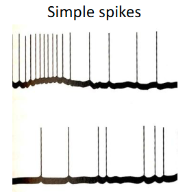 <p>Mossy fiber activity produces a steady stream of simple spikes in Purkinje cells, at rates of up to several hundred simple spikes per second. The frequency of simple spikes is strongly modulated by sensory stimuli and voluntary movements</p><ul><li><p>Needs a lot of these spikes to fire action potentials</p></li><li><p>Spike patterns are important</p></li></ul><p></p>