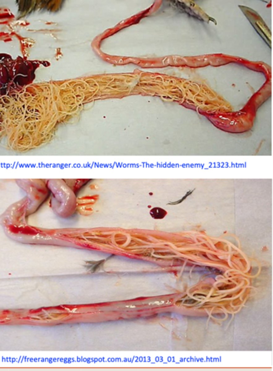 <p>I. Main effects caused during the larval histotrophic phase</p><p>Penetration of the mucosa of the intestine by large numbers of larvae -&gt; enteritis, haemorrhagic enteritis;</p><p>During histotrophic phase: haemorrhage and loss of blood, destruction of the glandular epithelium;</p><p>II. Large numbers of adult worms:</p><p>Alter the intestinal functions  reduced weight gain;</p><p>Block the intestine (usually lower half of the intestine)  death;</p>