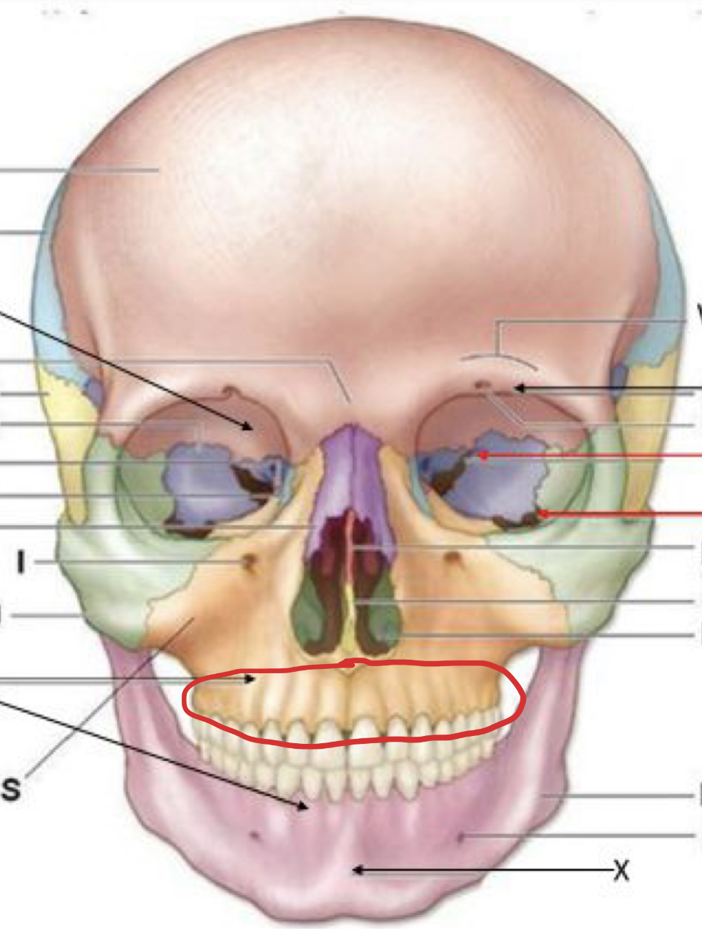 knowt flashcard image