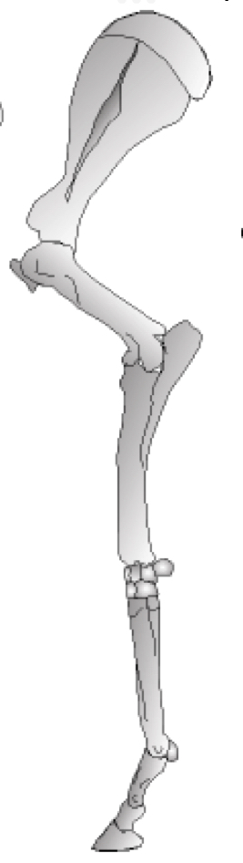 This is the forelimb of what animal?