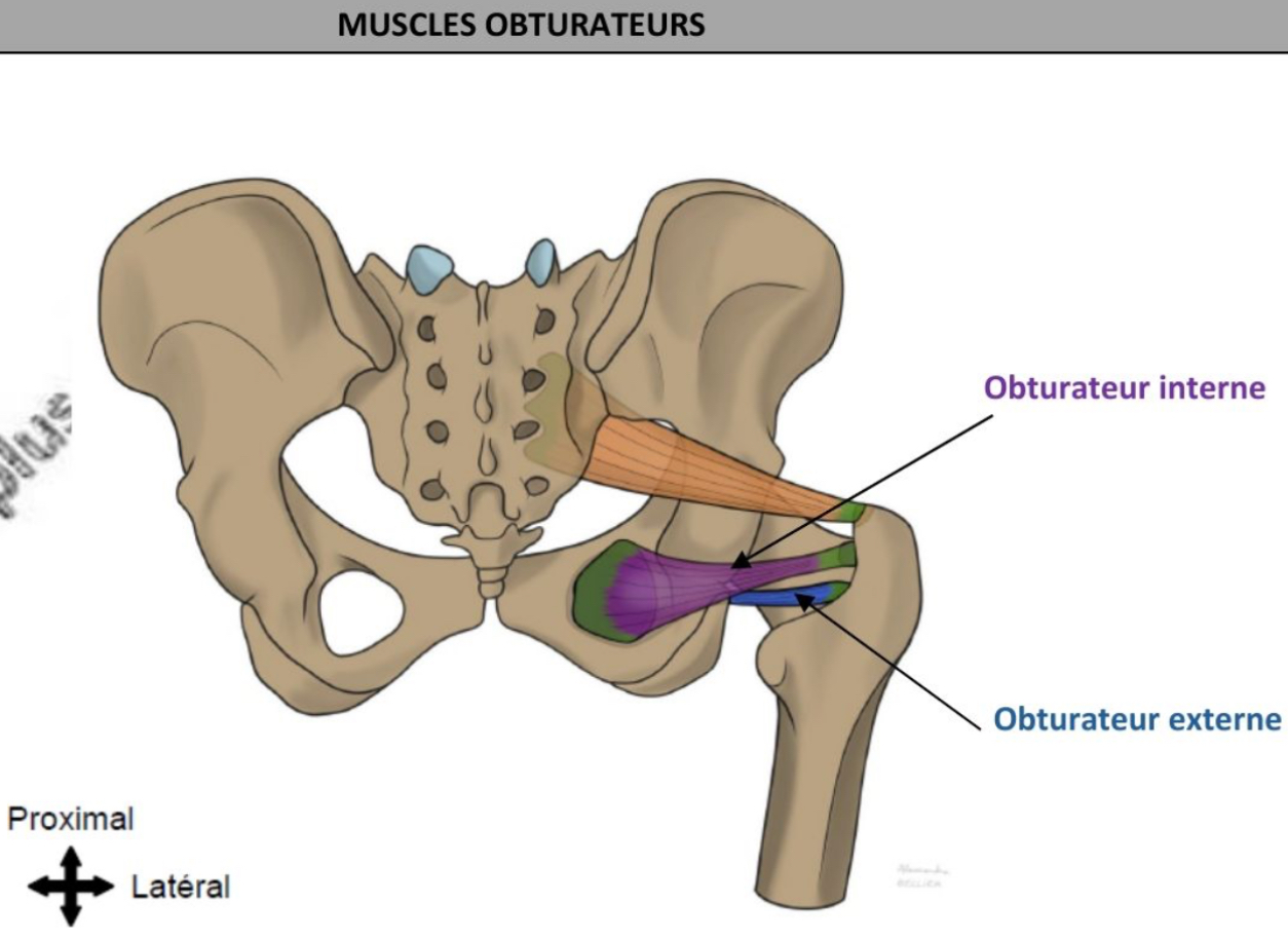 <ul><li><p>petite incisure ischiatique </p></li><li><p>Fusiformes, orientés horizontalement </p></li><li><p>Rotateur latéral de hanche, adducteur de hanche </p></li><li><p>Obturateur interne (plexus sacral), obturateur externe (nerf obturateur) </p></li></ul><p></p>