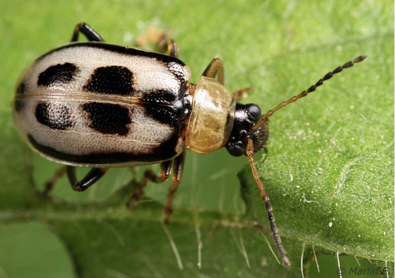<p>leaf beetles</p>