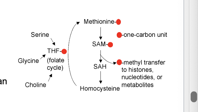 <p>critical modification for numerous biological functions</p><ul><li><p>methylation of DNA, typically on <u>cytosine ring</u>, is generally <strong>repressive of gene expression</strong></p></li><li><p>methylation of histone proteins, typically on <u>lysine</u> or <u>arginine</u> residues, can either <strong>promote or repress gene expression</strong> depending on the chromatin structure and recruitment of other proteins</p></li><li><p>methylation of RNA, typically on <u>adenine</u>, can influence splicing, stability, nuclear export, translation and other properties</p></li><li><p>methylation of proteins can play important regulatory roles by influencing structure</p></li></ul><p></p>