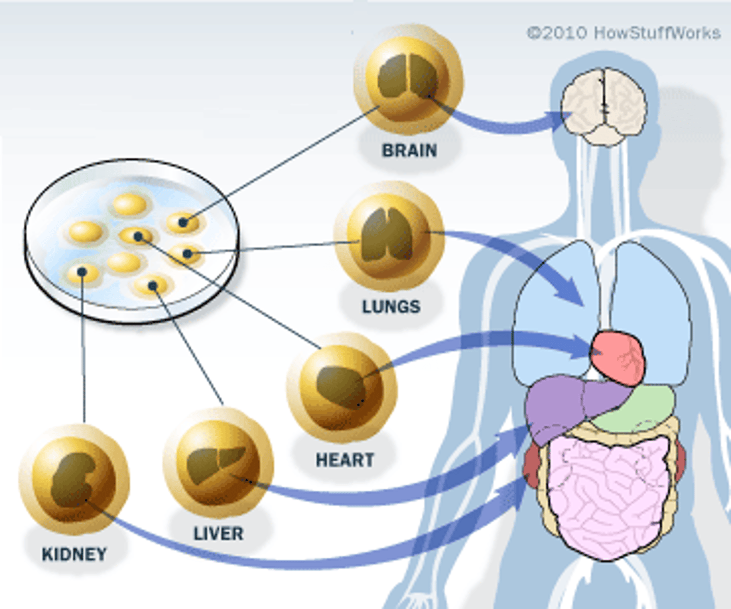 <p>Cells present in adult tissues that generate replacements for nondividing differentiated cells that can be of great therapeutic potential.</p>