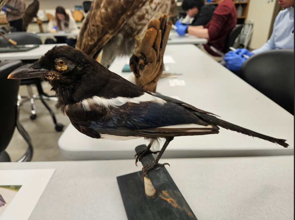 <p>when the tail is longer than the trunk</p>