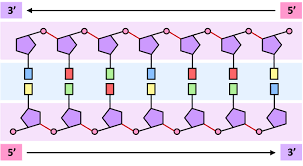 <p><span><span>Because the nucleic acid polymer has </span><strong><span>5’ and 3’ ends</span></strong><span> that are </span><strong><span>structurally distinct.</span></strong></span></p>