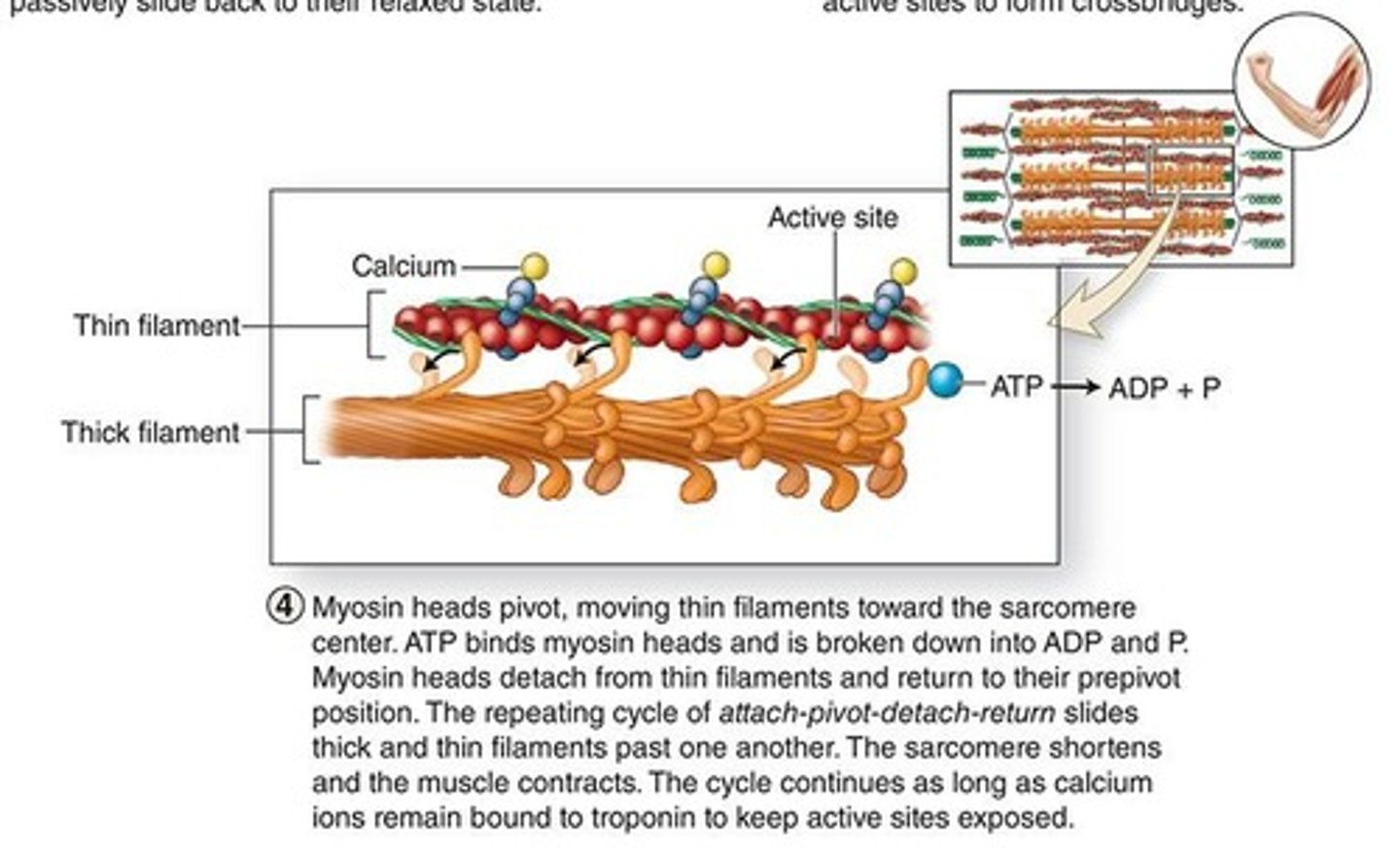 <p>Enzymatic activity of myosin during contraction.</p>
